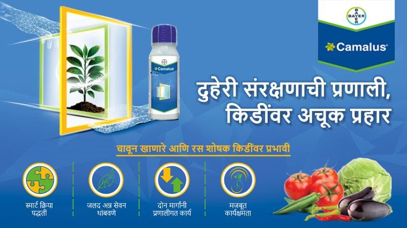 Marathi Camalus
