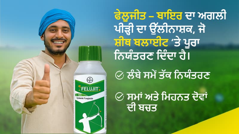 Punjabi Felujit