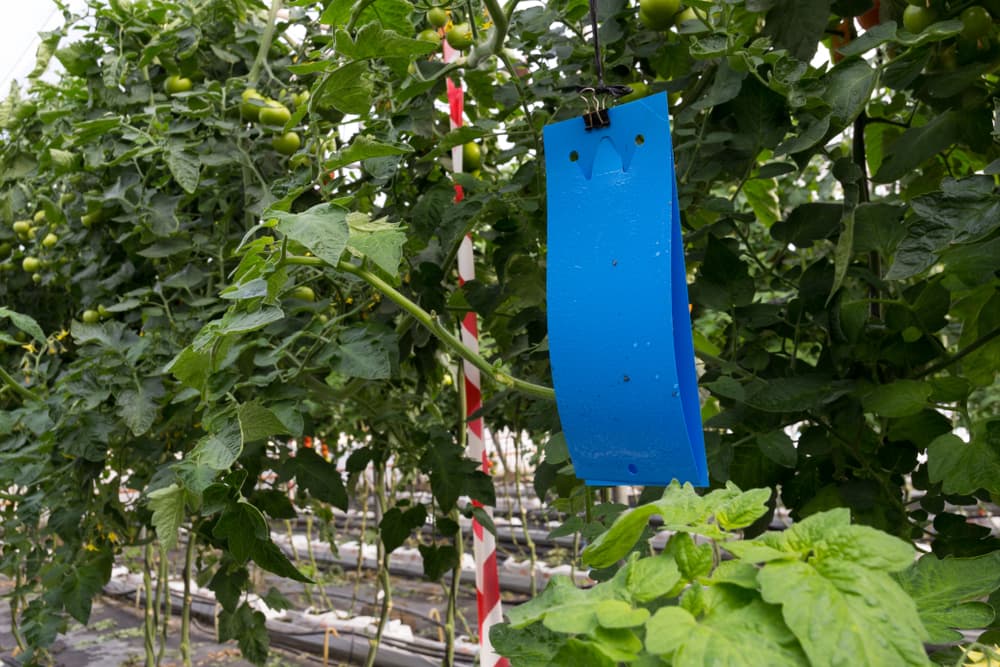 Government Scheme Image